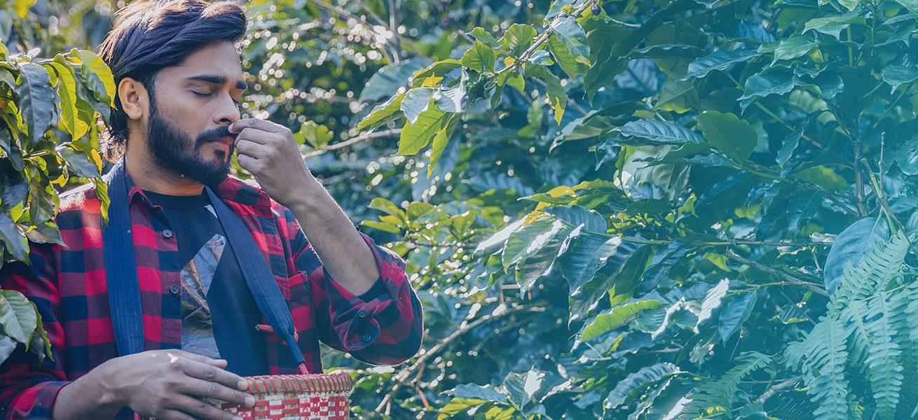 eje-cafetero-colombia-fin-de-anio