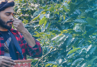 eje-cafetero-colombia-fin-de-anio